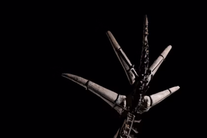 Stegosaurus csontváz aukció