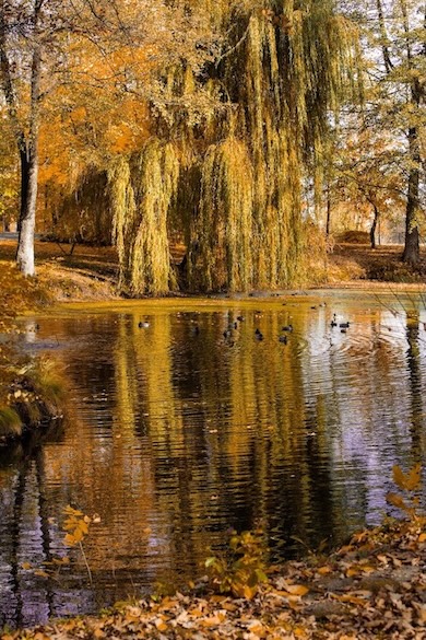 Madarak a Manor House Spa parkj&aacute;ban