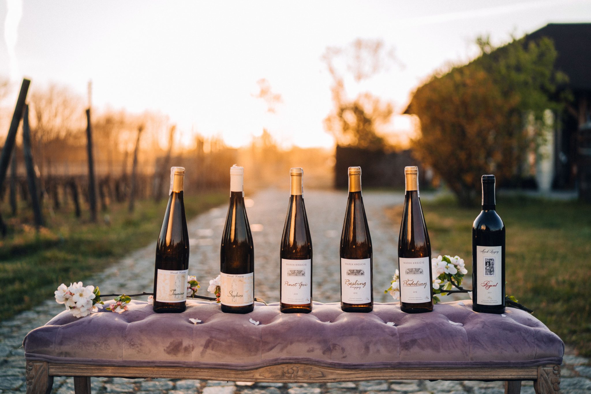 Szőlő&uuml;ltetv&eacute;nyek Zielona G&oacute;ra-ban